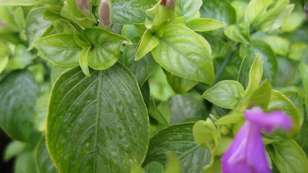 Lá cẩm được dùng để xôi lên màu đẹp