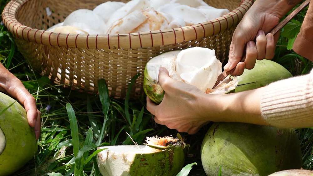 Chọn nguyên liệu dừa và chuẩn bị nước cốt