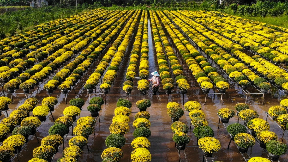 Tháng 12 âm lịch đến Tết - Mùa vàng của làng hoa