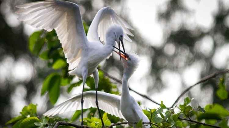 Mùa chim làm tổ và sinh sản