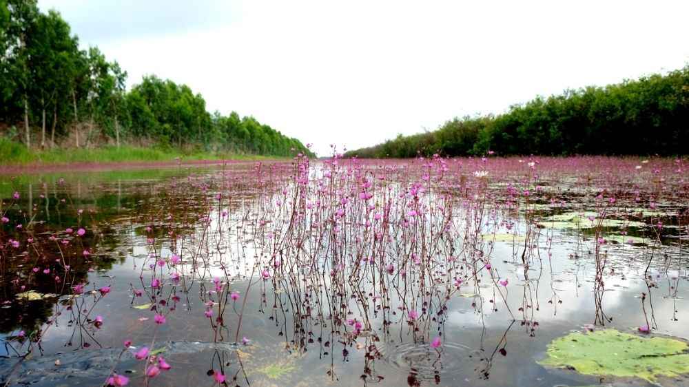 Mùa hoa nhĩ cán Tràm Chim