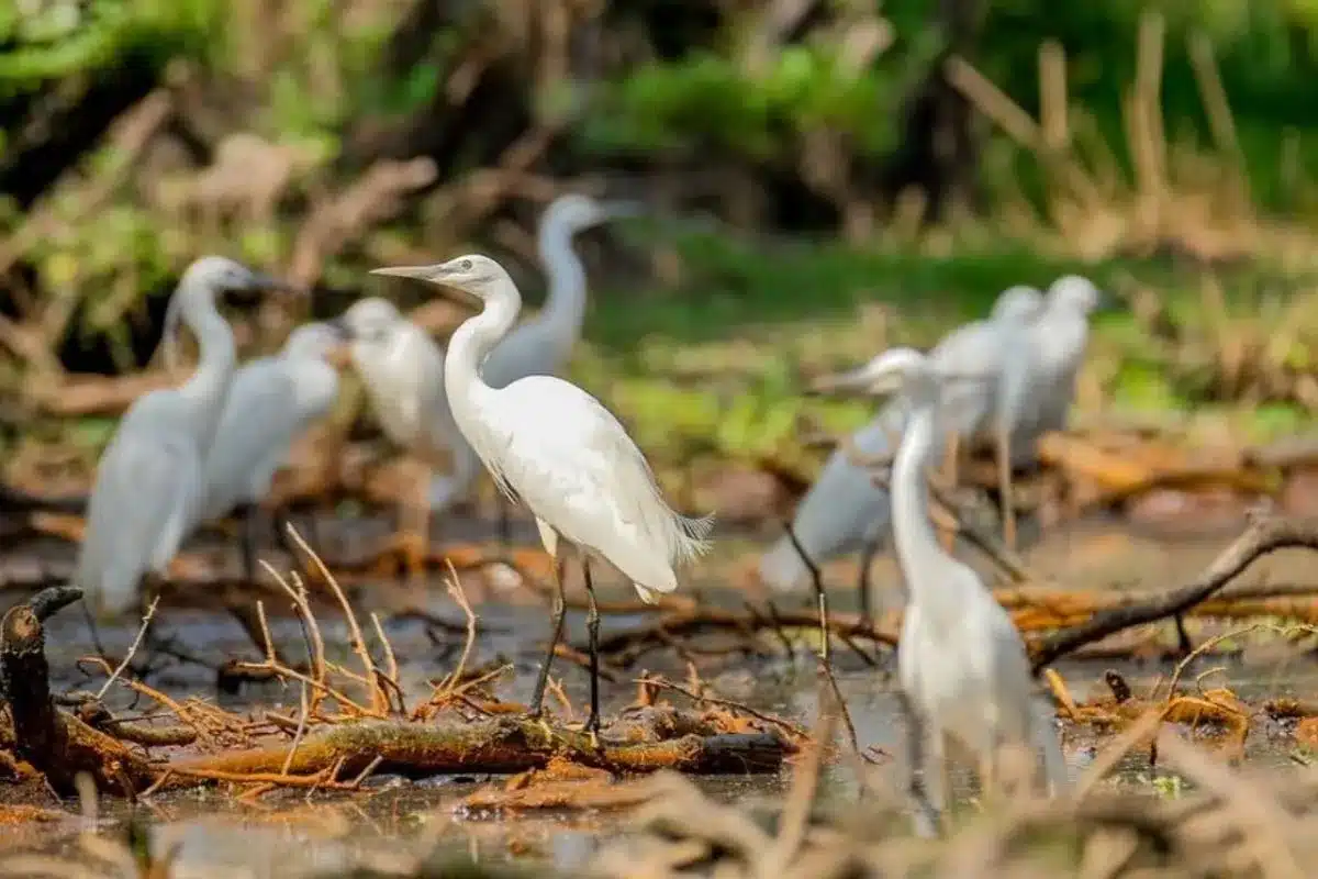 Ngắm cò bay về tổ lúc chiều tà