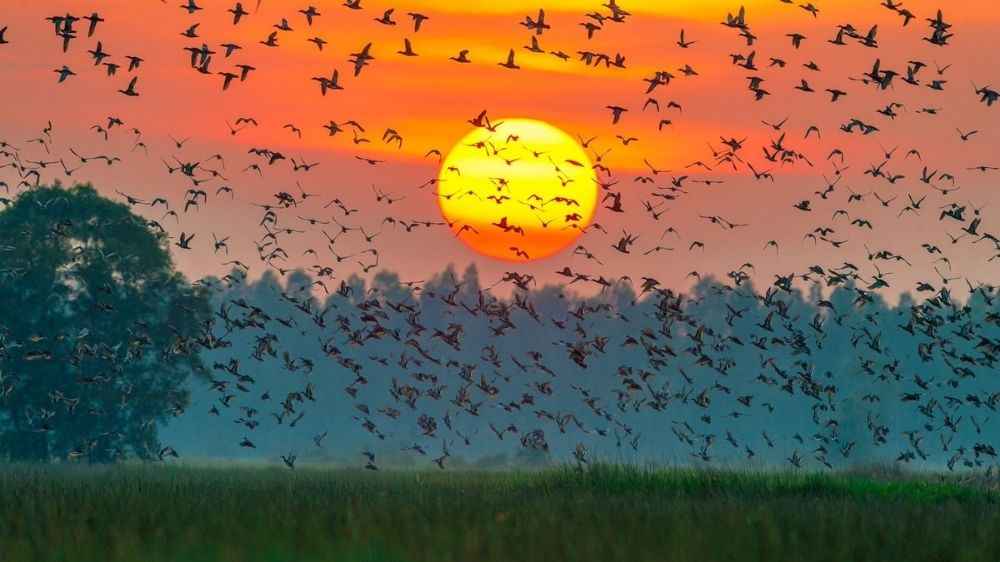 Nơi sinh sống của hàng nghìn loài trong Sách Đỏ