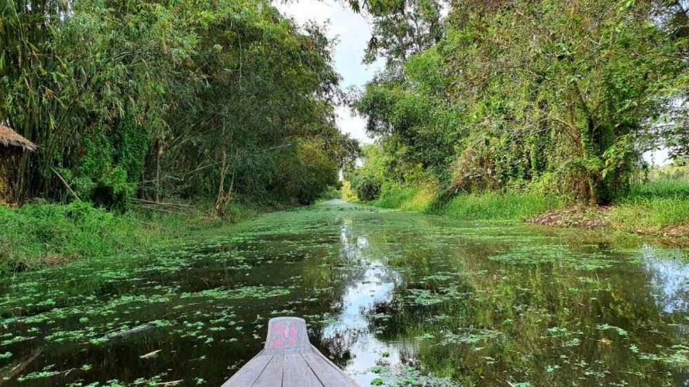 Rừng tràm và thảm thực vật đặc trưng tại Gáo Giồng