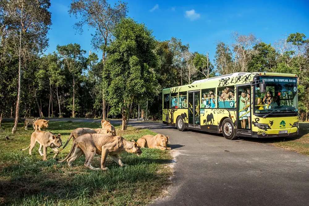 Trải nghiệm Safari gần gũi với động vật tại Vinpearl Safari