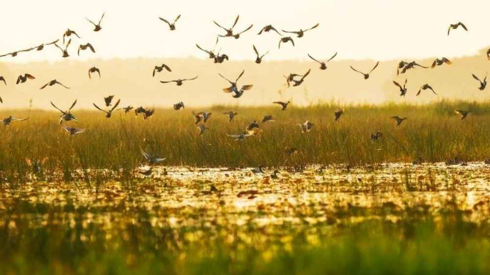 Tham quan sân chim Gáo Giồng