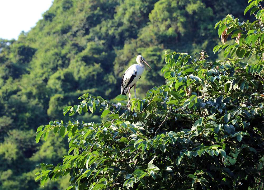 Trải nghiệm tham quan vườn cò Tư Sự