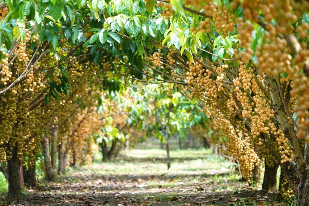 Tham quan vườn trái cây vào mùa hè