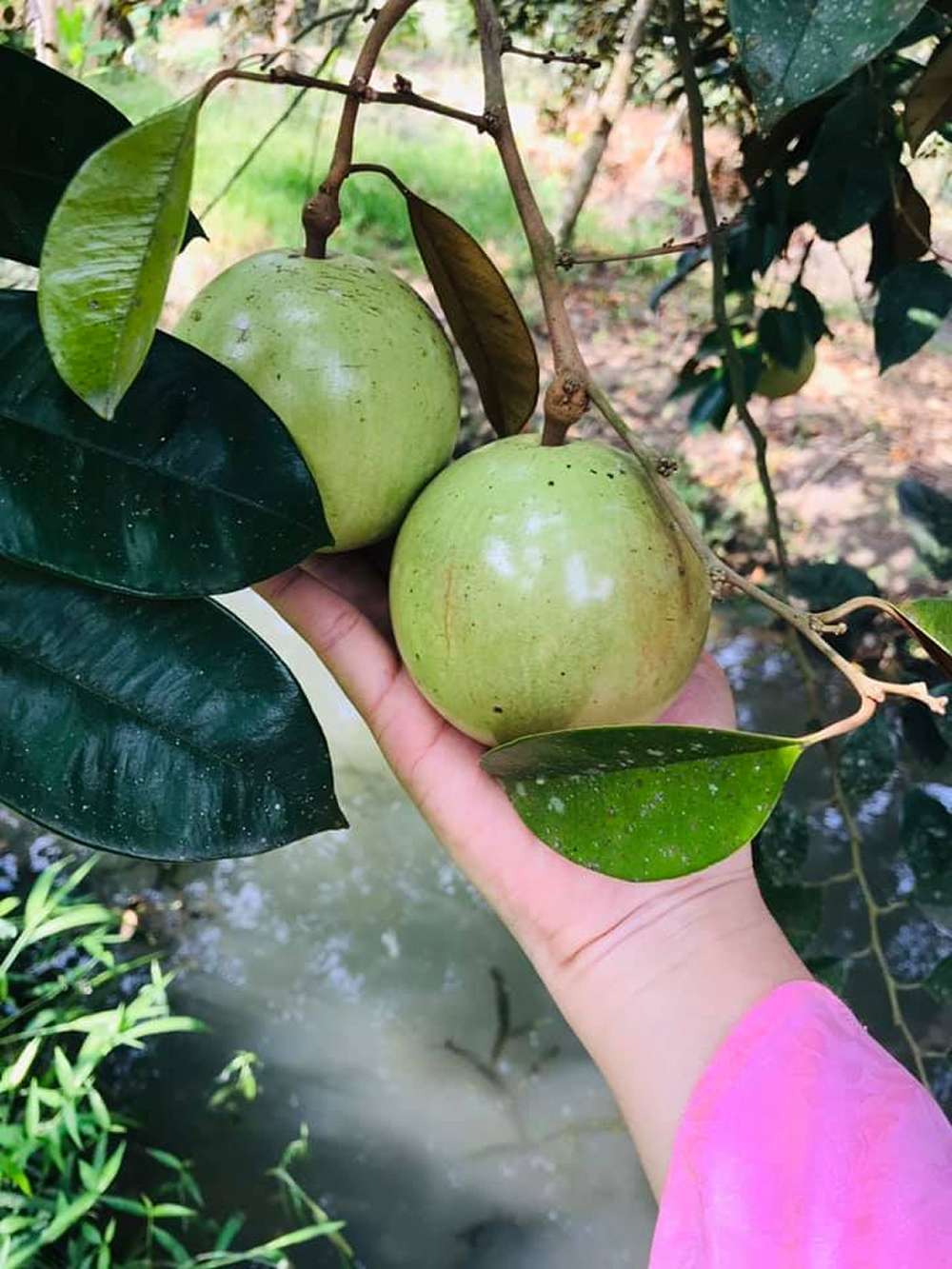 Tham quan vườn trái cây tại khu du lịch Ông Đề