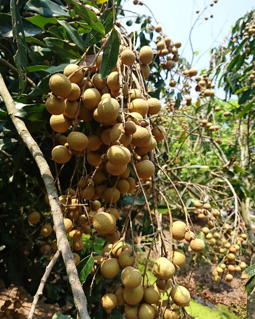 Thưởng thức trái cây miệt vườn