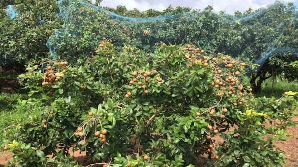 Trái cây miệt vườn Bạc Liêu