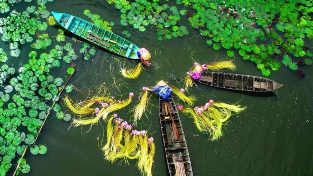 Hái bông điên điển mùa nước nổi miền Tây