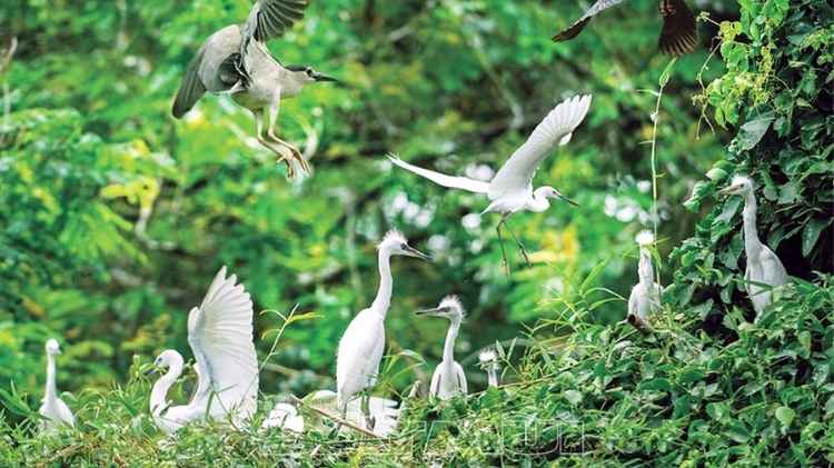 Vì sao Vườn Cò Bằng Lăng được ví là thiên đường chim trời