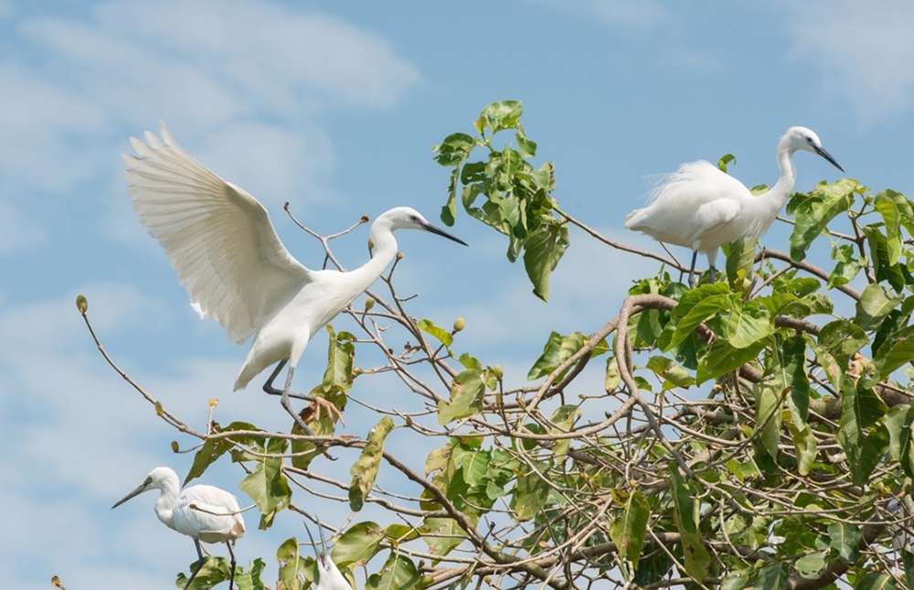 Vườn cò Tân Long