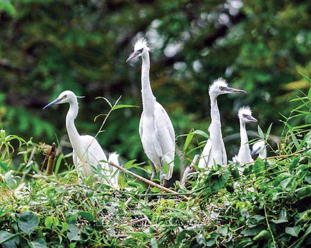 Vẻ đẹp của các loại chim cò tại vườn cò Tư Sự