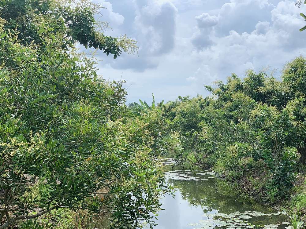 Vườn trái cây tại cồn Mỹ Phước