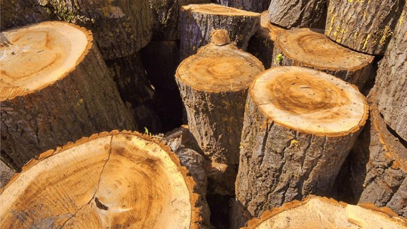 Gỗ đàn hương là loại gỗ từ cây thuộc chi Santalum, nổi tiếng với đặc tính nặng, màu vàng và hạt mịn