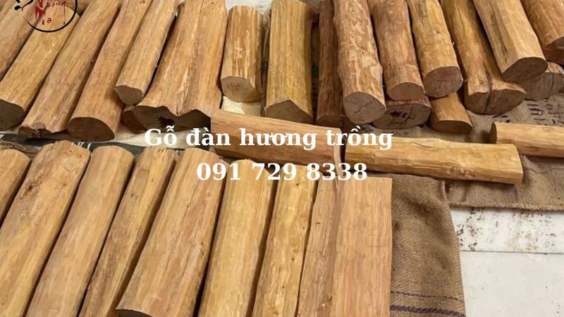 Màu sắc gỗ đàn hương trồng non thường nhạt hơn, vàng sáng hoặc nâu nhạt.