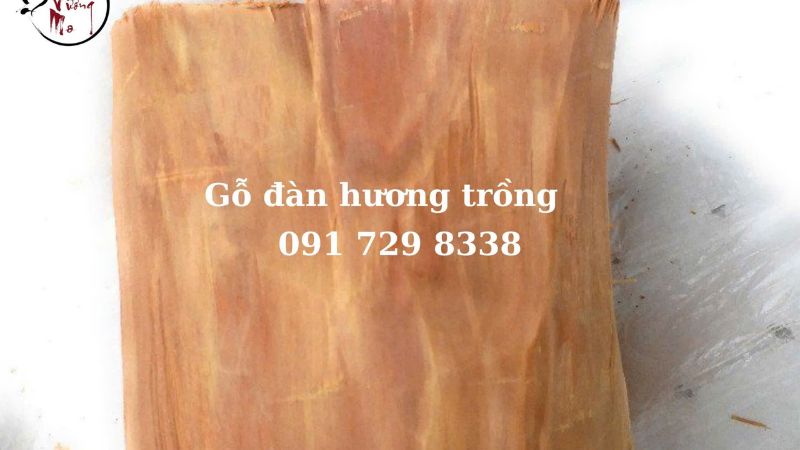 Gỗ đàn hương Ấn Độ trồng non tươi