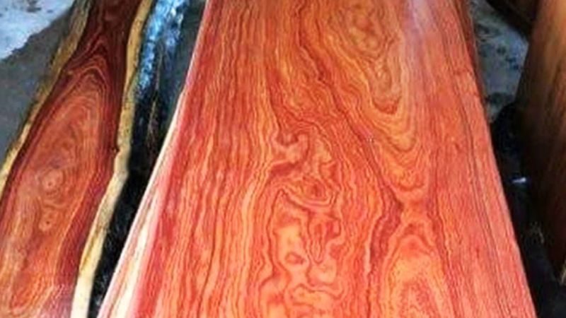 Gỗ trắc đỏ, hay còn gọi là Hồng Mộc, nổi bật với màu đỏ đặc trưng