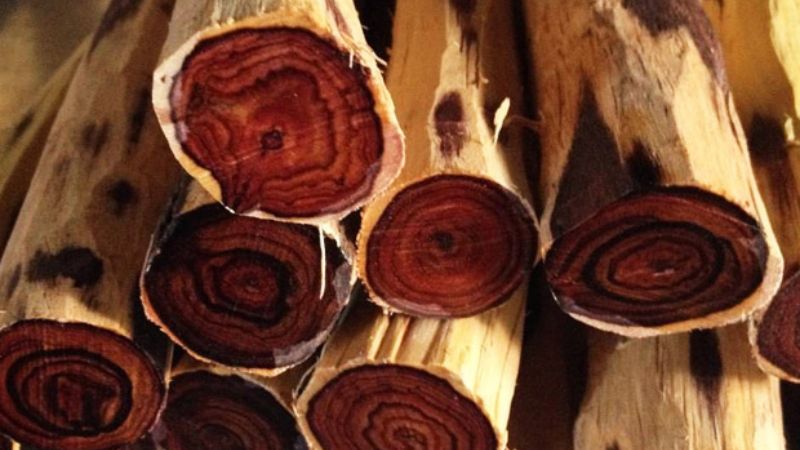 Gỗ trắc là loại cây thân lớn, thịt gỗ rắn chắc và có trọng lượng nặng