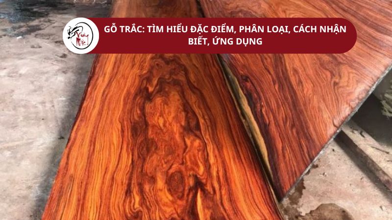 Gỗ trắc Tìm hiểu đặc điểm, phân loại, cách nhận biết, ứng dụng
