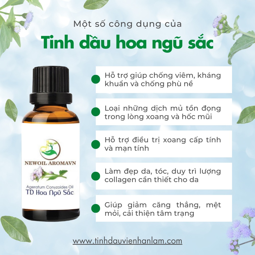 Công dụng và lợi ích của tinh dầu hoa ngũ sắc