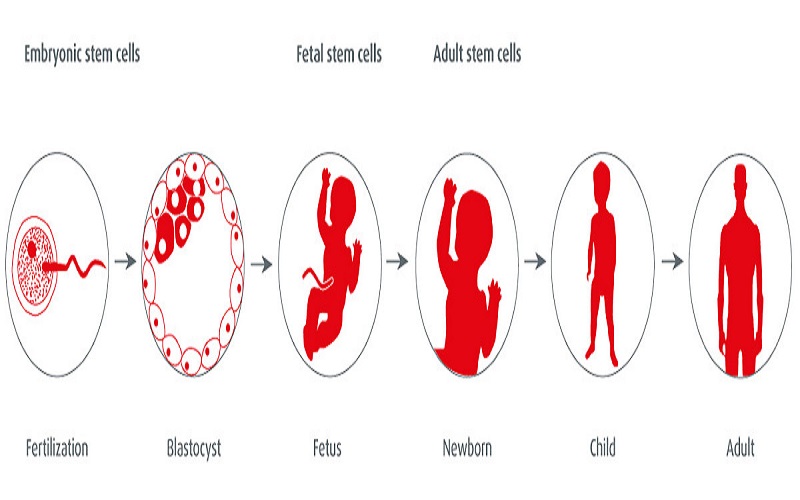 4 loại tế bào gốc trong nghiên cứu và ứng dụng điều trị
