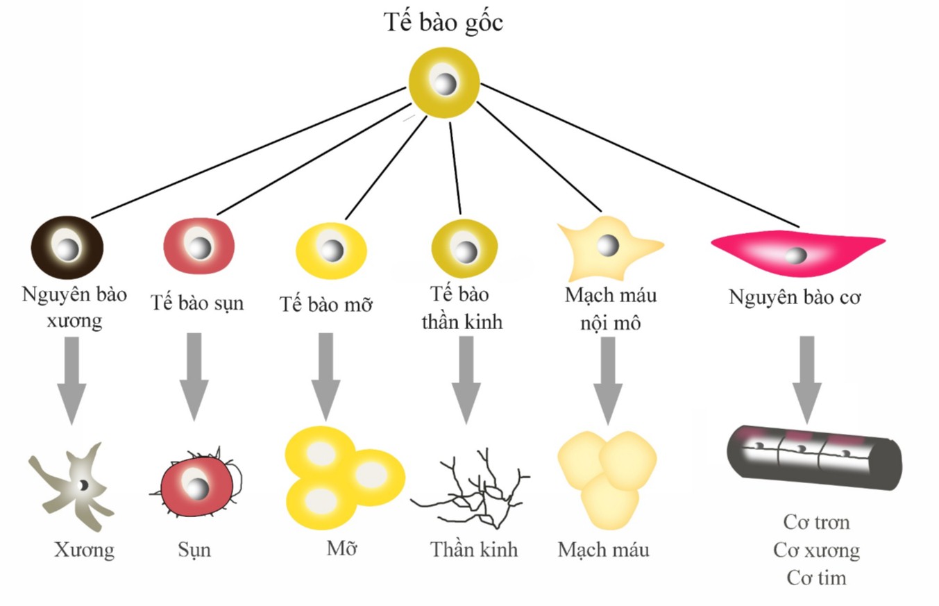 TRỊ LIỆU TẾ BÀO GỐC NHẬT BẢN