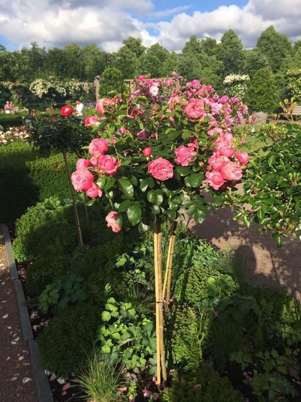 Đăng tin rao vặt: Hãy trồng một cây hồng thân gỗ trong khuôn viên nhà! Tree-rose-oanh-a4eaf097-deb5-43ea-9653-4be1a118b374