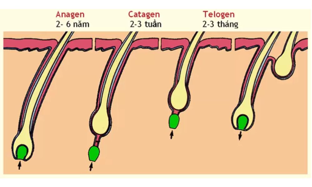 Mỗi sợi tóc trên đầu bạn đều trải qua một chu kỳ phát triển gồm 3 giai đoạn chính