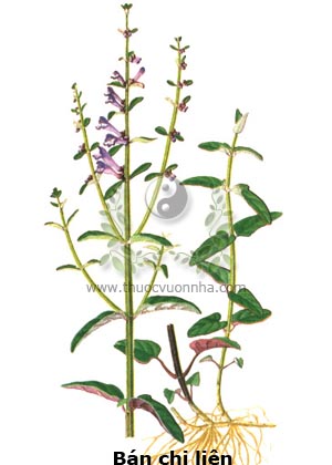 Tác dụng dược lý, tác dụng, chủ trị, kiêng kỵ của Bán Chi Liên