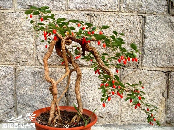 Đơn thuốc kinh nghiệm của Câu Kỷ Tử