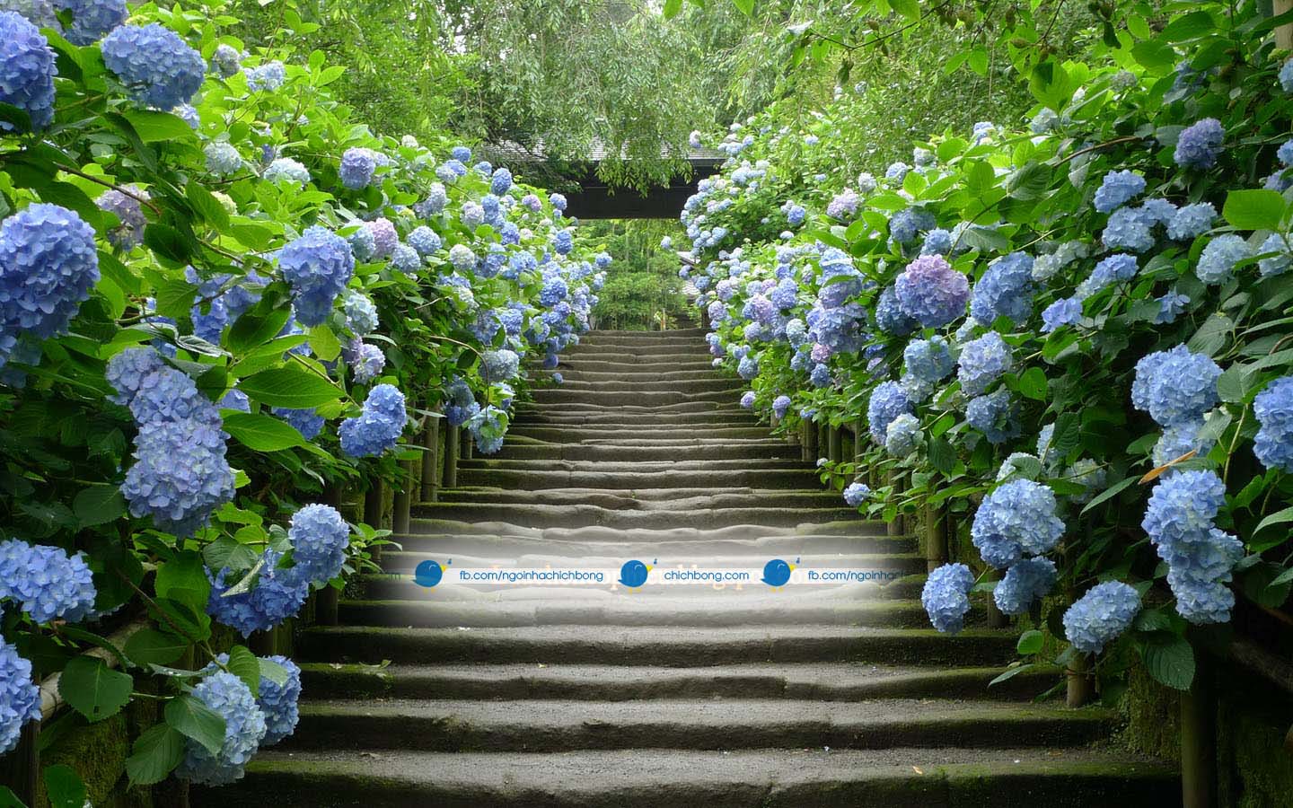 Giống hoa Cẩm Tú Cầu phù hợp khí hậu Việt Nam – Ngôi nhà Chích Bông