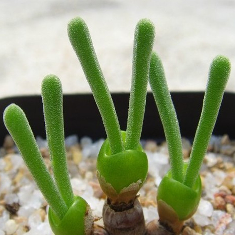 Родственница литопсов - монилярия Родственница литопсов - монилярия