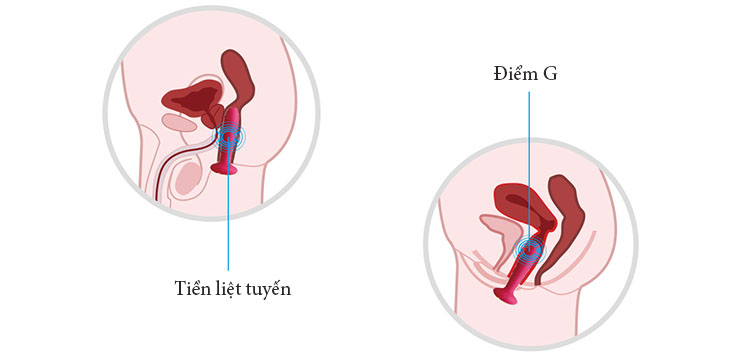 Svakom Primo – Máy Massage Hậu Môn & Điểm G Sưởi Ấm Cao Cấp - DC90T