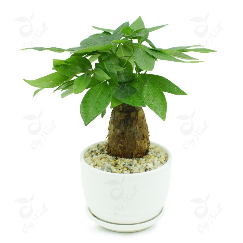 Cây cảnh phòng khách