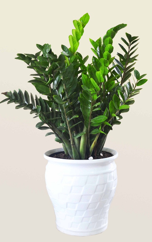 Cây cảnh phòng khách