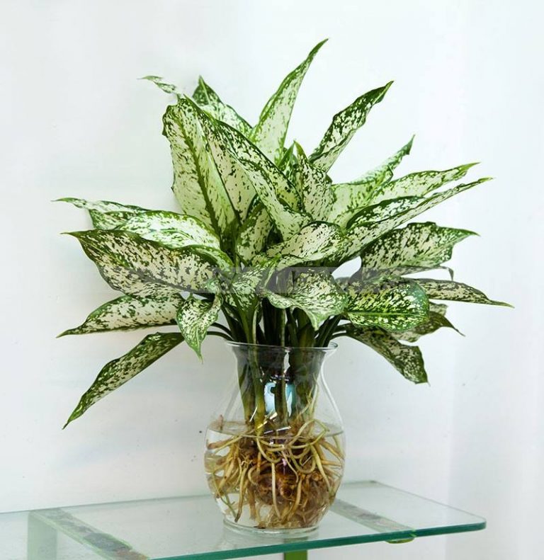 Cây cảnh phòng khách