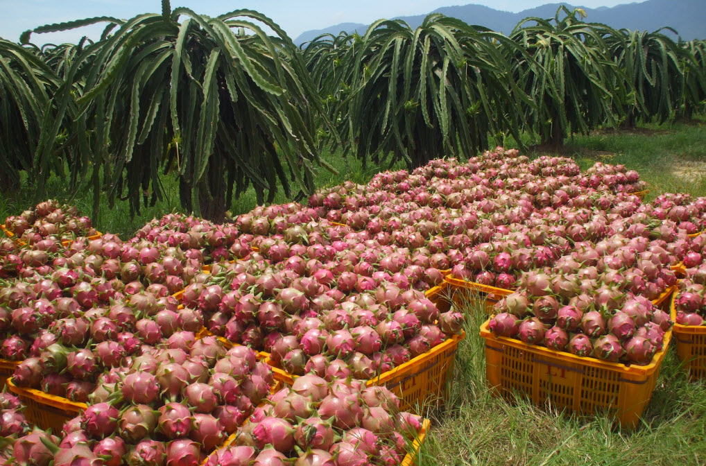 thanh-long-viet-nam-se-co-mat-tai-australia-vao-cuoi-nam