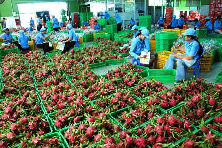 bien-phap-nao-de-phat-trien-cay-thanh-long-binh-thuan