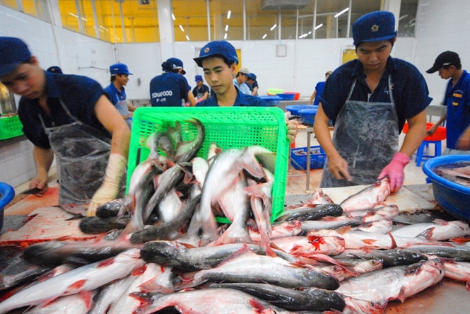 mung-hay-lo-khi-trung-quoc-tro-thanh-thi-truong-tieu-thu-lon-thu-2-cua-ca-tra-vi