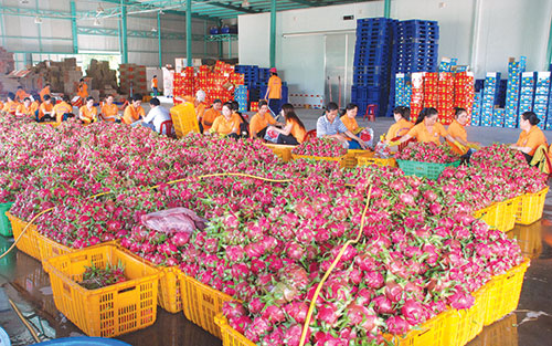trai-cay-thanh-long-viet-gia-180-000-kg-tai-my