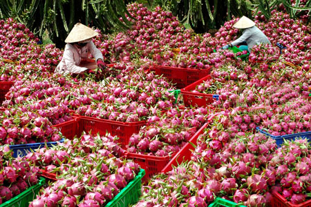 gia-thanh-long-tang-dot-bien-cac-vua-ru-nhau-mua-ky-nhua-viet-nhat