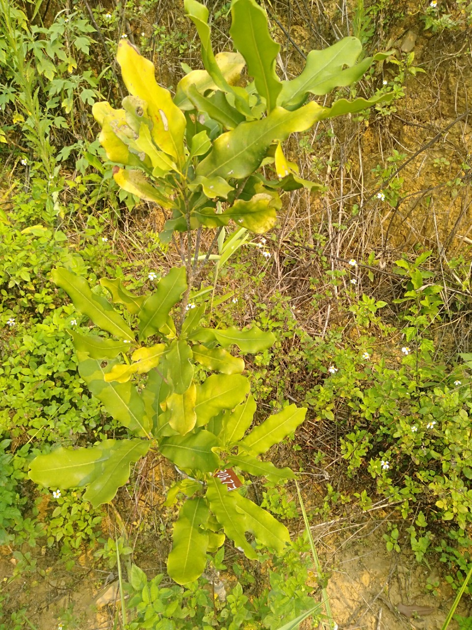 Nguyên nhân và giải pháp chống thối rễ vàng lá trên cây mắc ca