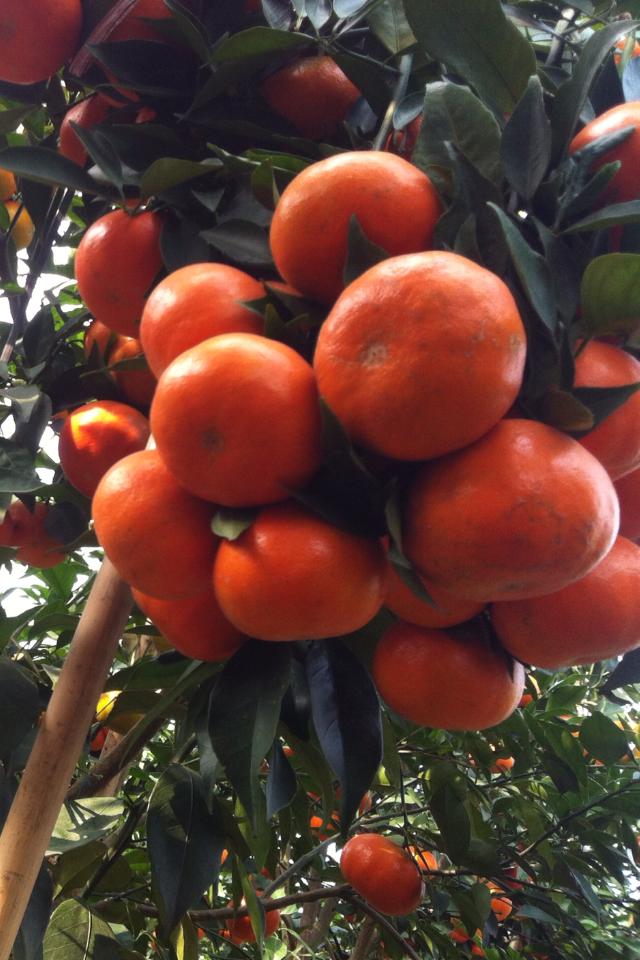 Kỹ thuật khoanh vỏ trên cây cam đường canh