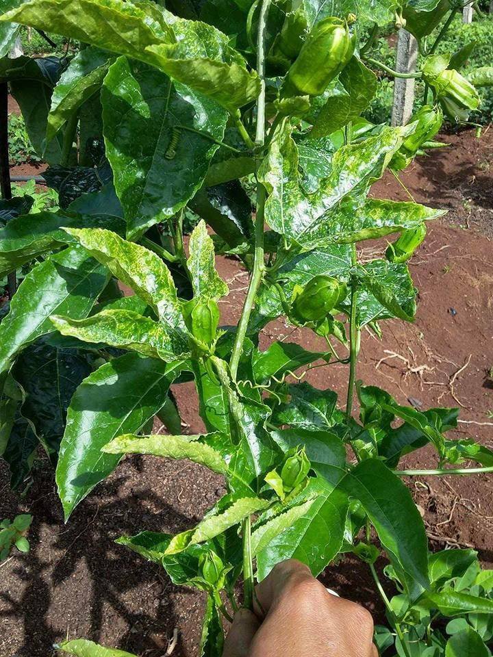 Quy trình phòng trị bệnh tổng hợp trên cây chanh dây ứng dụng công nghệ nano