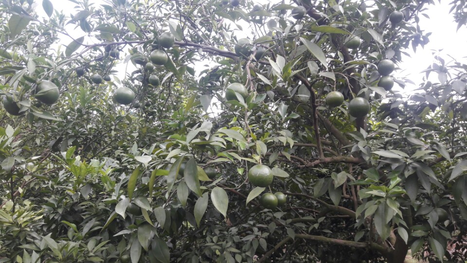 Kỹ thuật khoanh vỏ, tiện vỏ cây hãm lộc đông và chống rụng quả non cho cam đường canh
