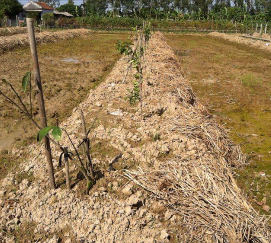 Kỹ thuật chăm sóc bưởi sau trồng