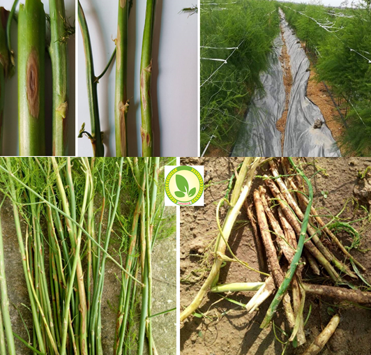 Nguyên nhân và giải pháp phòng trị bệnh đốm dọc thân trên cây măng tây (bệnh thán thư do nấm trong mùa mưa)